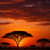 Savanna Sunset Harmony - Temporary Tattoos