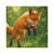 Whimsical Fox Tails - Car Magnets