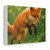 Whimsical Fox Tails - Stretched Canvas