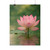 Tranquil Lotus - Rolled Posters