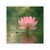 Tranquil Lotus - Square Stickers