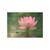 Tranquil Lotus - Unframed Prints