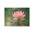 Tranquil Lotus - Unframed Prints
