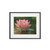 Tranquil Lotus - Framed Posters, Matte