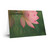 Tranquil Lotus - Greeting Cards