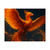 Celestial Phoenix Dance - Matte Horizontal Posters