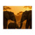Gentle Giants at Dusk - Rolled Posters