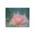 Serene Lotus Bliss - Fine Art Posters
