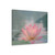 Serene Lotus Bliss - Acrylic Prints (French Cleat Hanging) 