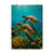 Dancing Sea Turtles - Rolled Posters