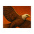 Sacred Eagle Flight - Satin Posters (210gsm)