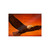 Sacred Eagle Flight - Gloss Posters