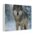 Lone Wolf Vigil - Matte Canvas, Stretched, 1.25"