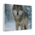 Lone Wolf Vigil - Matte Canvas, Stretched, 1.25"