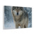 Lone Wolf Vigil - Matte Canvas, Stretched, 1.25"