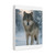 Lone Wolf Vigil - Matte Canvas, Stretched, 1.25"