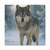 Lone Wolf Vigil - Matte Canvas, Stretched, 1.25"