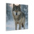 Lone Wolf Vigil - Matte Canvas, Stretched, 1.25"