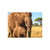 Gentle Elephant Embrace - Post-it® Note Pads