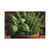 Savory Herb Garden - Matte Canvas, Stretched, 1.25"