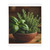 Savory Herb Garden - Velveteen Microfiber Blanket (Two-sided print)