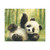 Whimsical Panda Play - Matte Canvas, Stretched, 1.25"