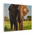 Majestic Elephant Spirit - Matte Canvas, Stretched, 1.25"