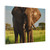 Majestic Elephant Spirit - Matte Canvas, Stretched, 1.25"