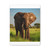 Majestic Elephant Spirit - Matte Canvas, Stretched, 1.25"