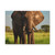Majestic Elephant Spirit - Matte Canvas, Stretched, 1.25"