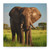Majestic Elephant Spirit - Matte Canvas, Stretched, 1.25"