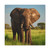 Majestic Elephant Spirit - Matte Canvas, Stretched, 1.25"