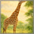 Gentle Giraffe Grace - Tablecloths