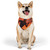 Endurance Spirit Unleashed - Pet Bandana Collar
