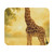 Gentle Giraffe Glow - Mouse Pad (Rectangle)
