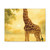 Gentle Giraffe Glow - Stretched Canvas