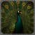Gilded Peacock Elegance - Coaster