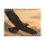 Eagle's Soar - Matte Canvas, Stretched, 1.25"