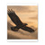 Eagle's Soar - Matte Canvas, Stretched, 1.25"