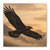Eagle's Soar - Matte Canvas, Stretched, 1.25"