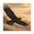 Eagle's Soar - Matte Canvas, Stretched, 1.25"