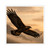 Eagle's Soar - Kiss-Cut Stickers