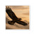 Eagle's Soar - Die-Cut Magnets