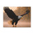Eagle's Flight - Matte Canvas, Stretched, 1.25"