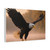 Eagle's Flight - Matte Canvas, Stretched, 1.25"