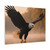 Eagle's Flight - Matte Canvas, Stretched, 1.25"