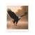 Eagle's Flight - Matte Canvas, Stretched, 1.25"