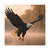 Eagle's Flight - Matte Canvas, Stretched, 1.25"