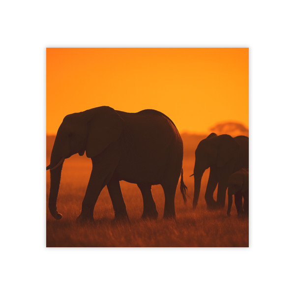 Gentle Giants in Twilight - Post-it® Note Pads