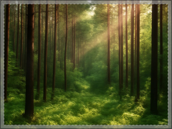 Whispering Pine Grove - Yard Signs